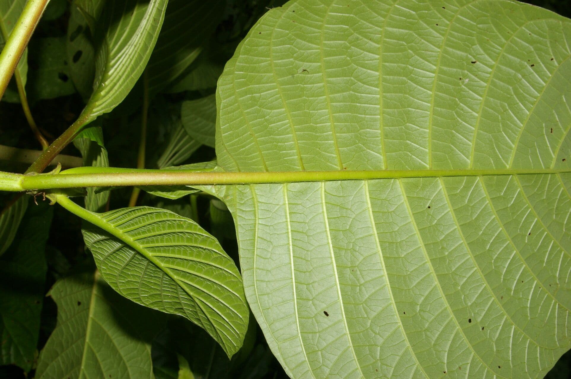 Chinarindenbaum 9
