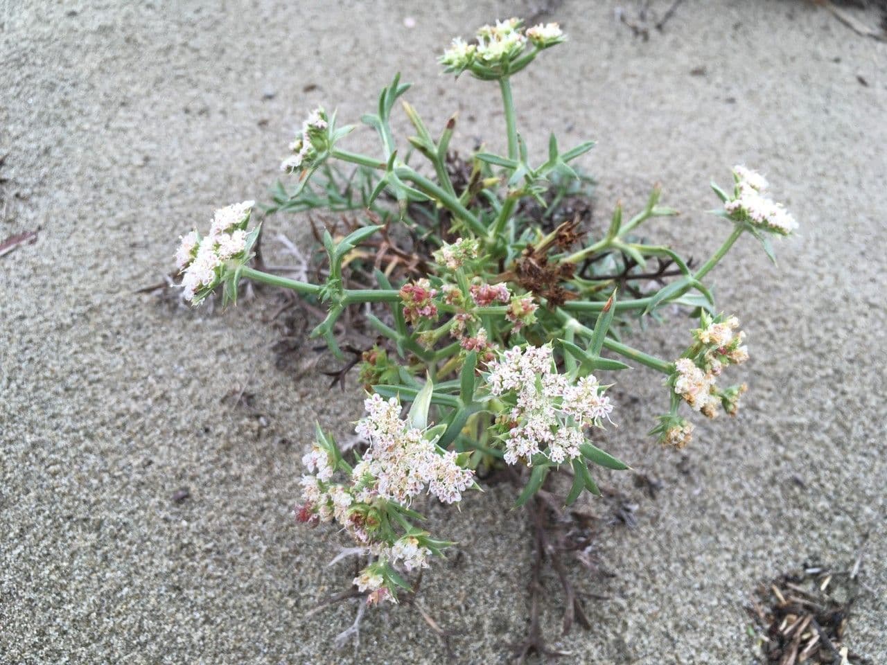 Echinophora spinosa 10