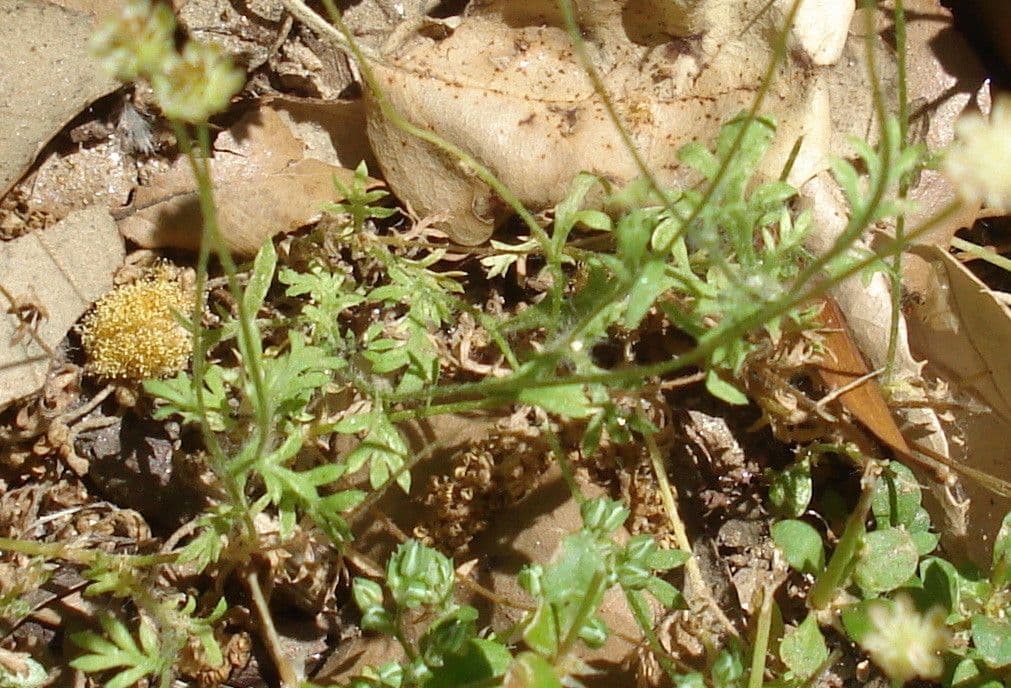 Cotula australis 10