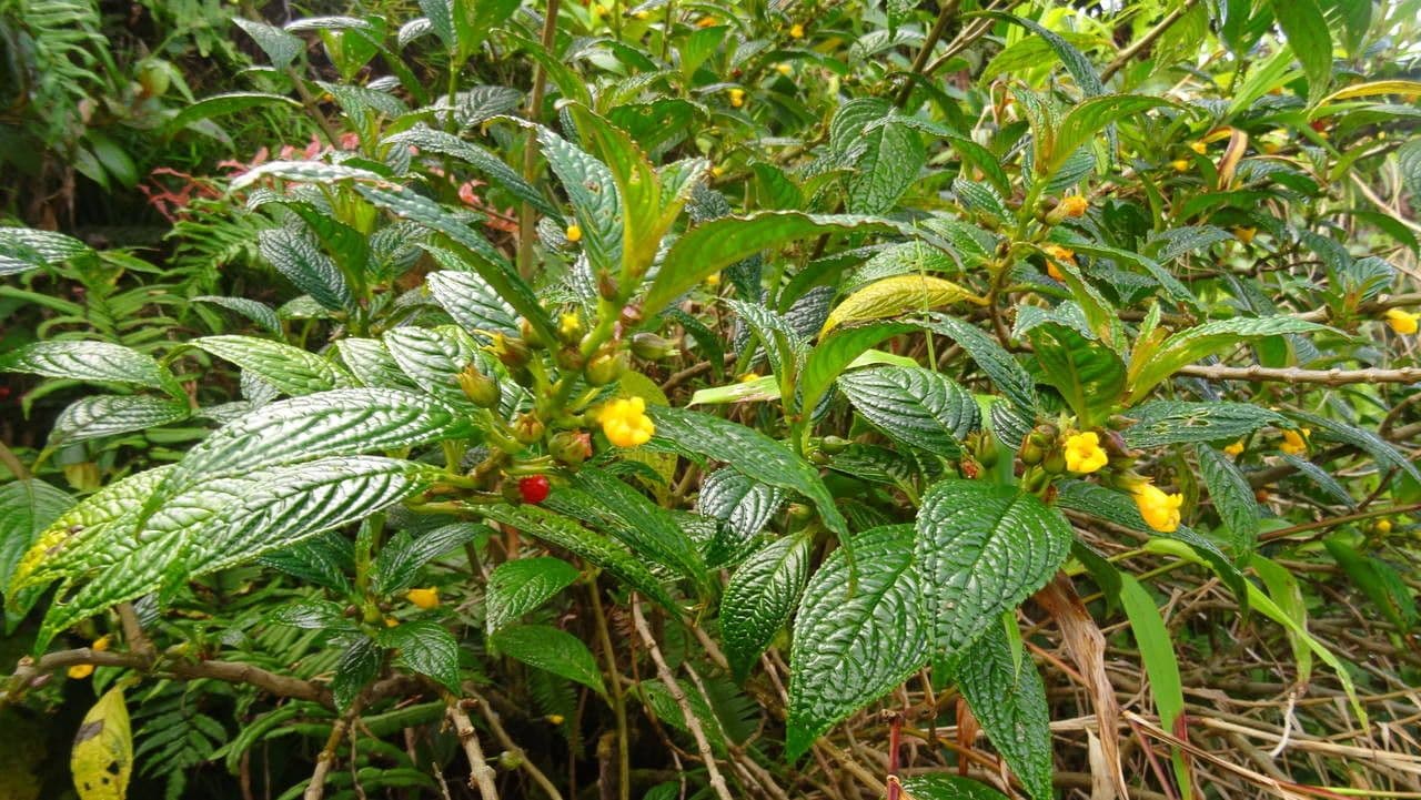 Besleria 10