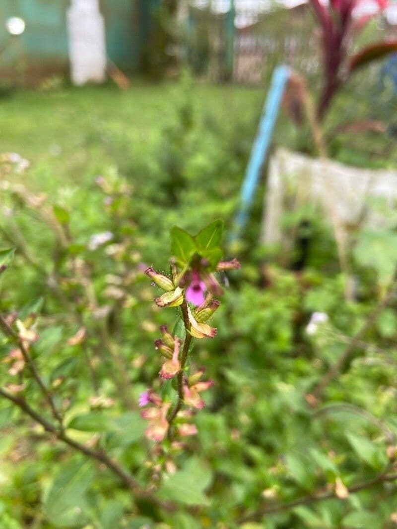 Cuphea carthagenensis 2
