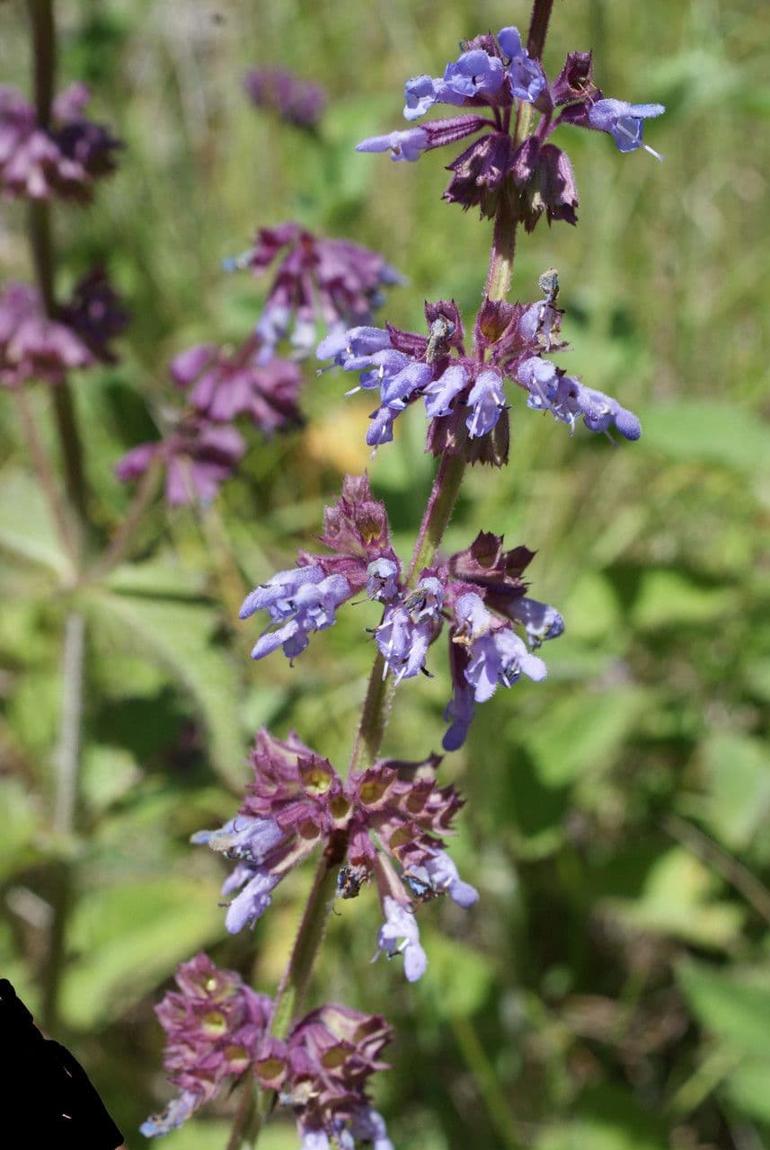 Salvia verticillata 29
