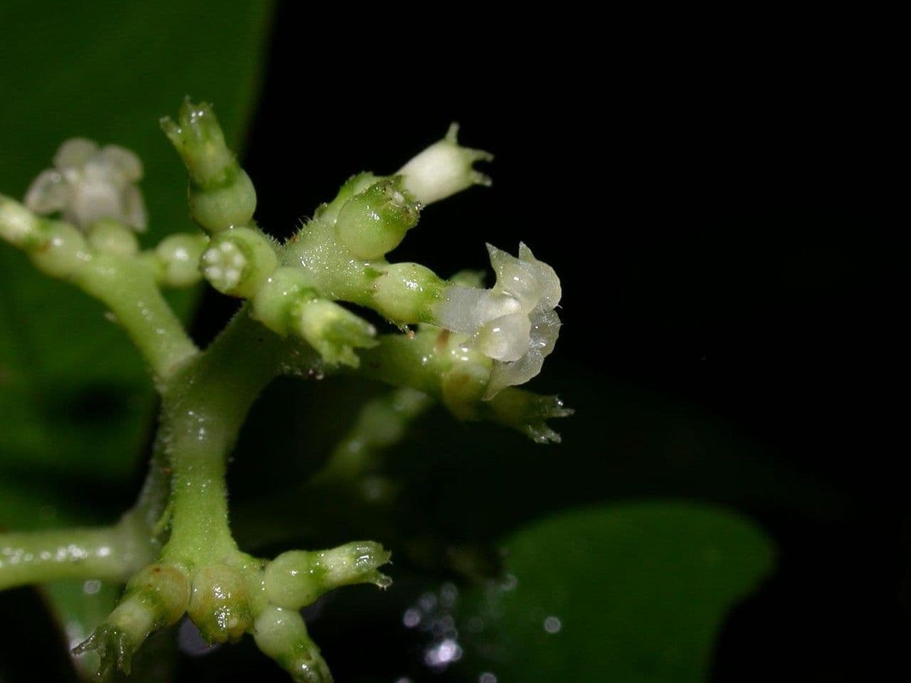 Psychotria 10