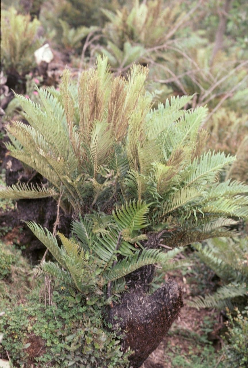 Blechnum 5