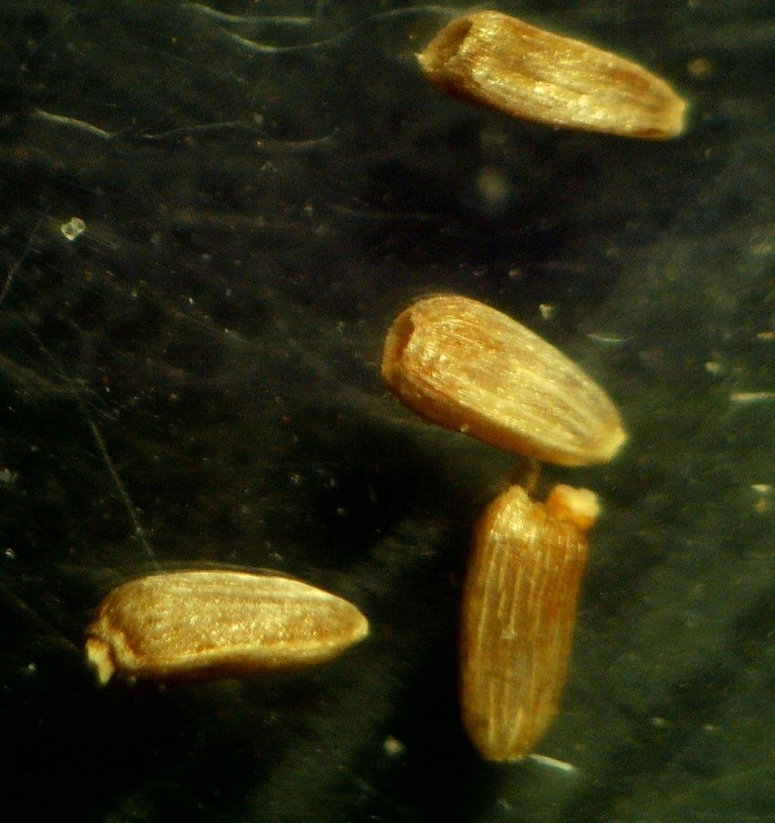 Camomilla romana 5