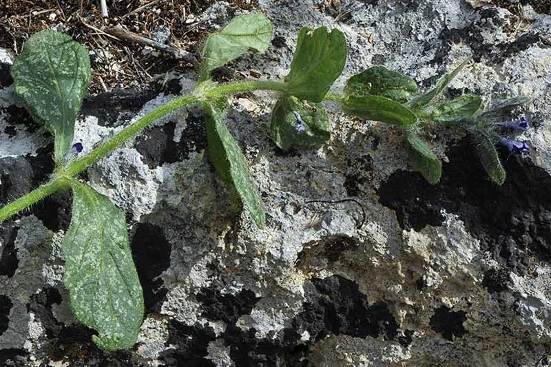 Ajuga orientalis 12