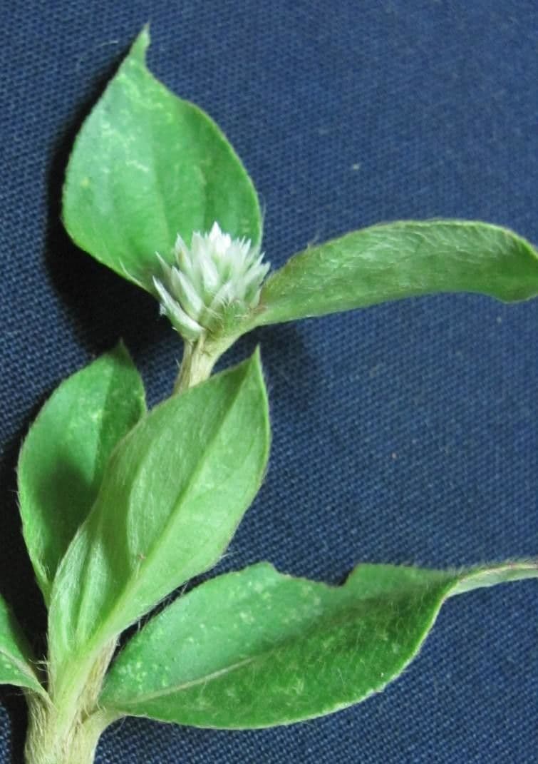 Gomphrena serrata 22