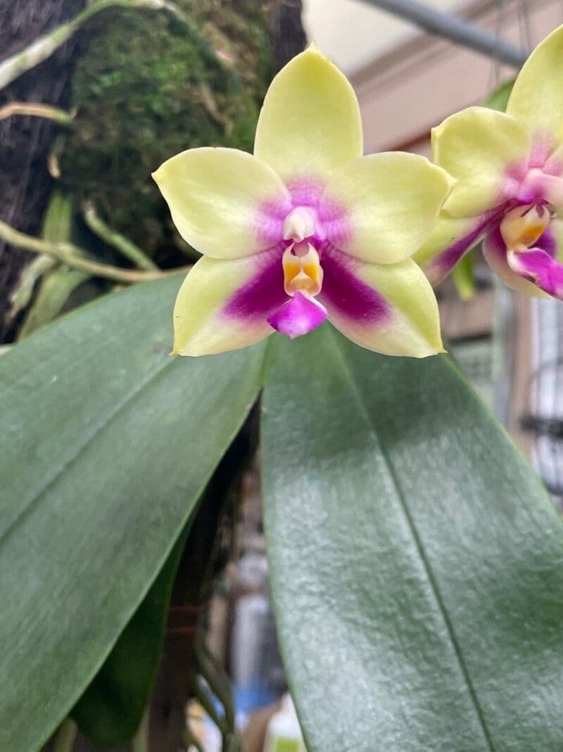 Phalaenopsis violacea 3