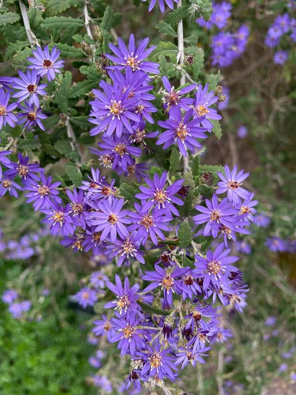 Olearia phlogopappa