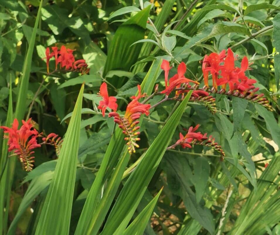 Crocosmia dorata 25