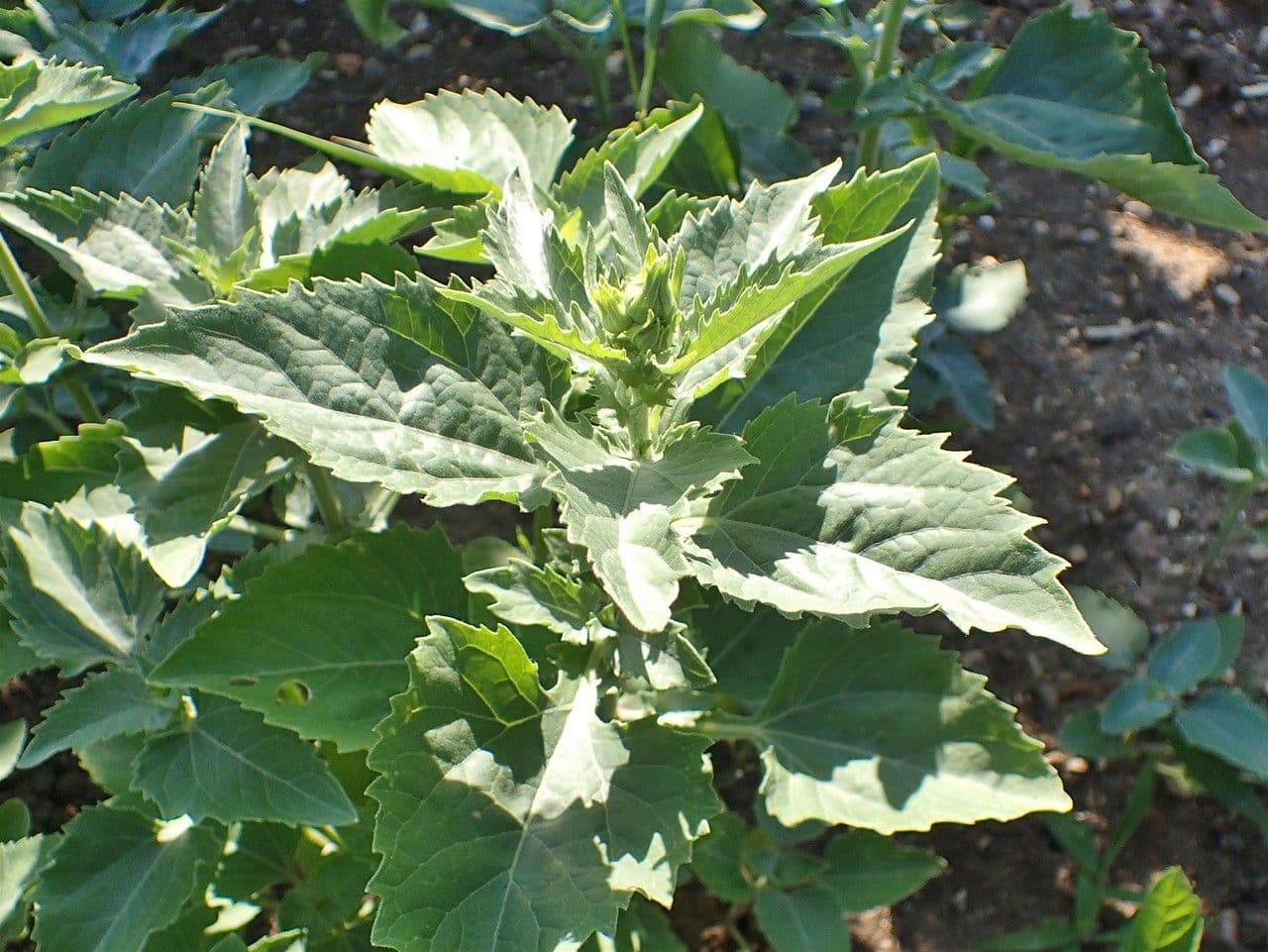 Sonnenwende 8