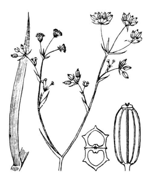 Bupleurum 27