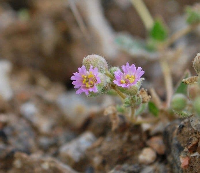 Mirabilis incarnata