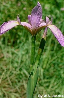Iris versicolor 18