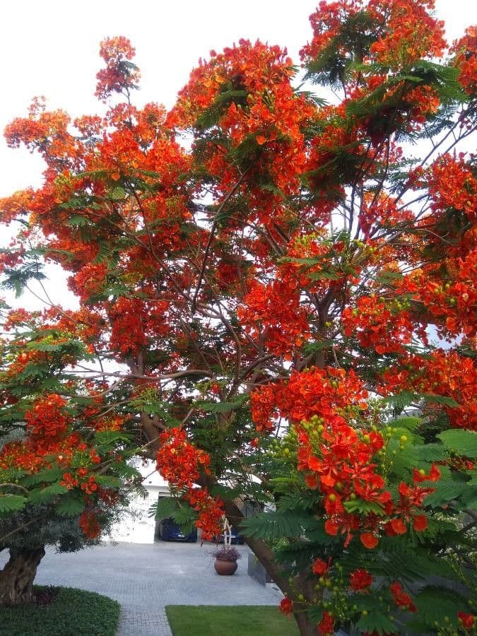 Flamboyant 7