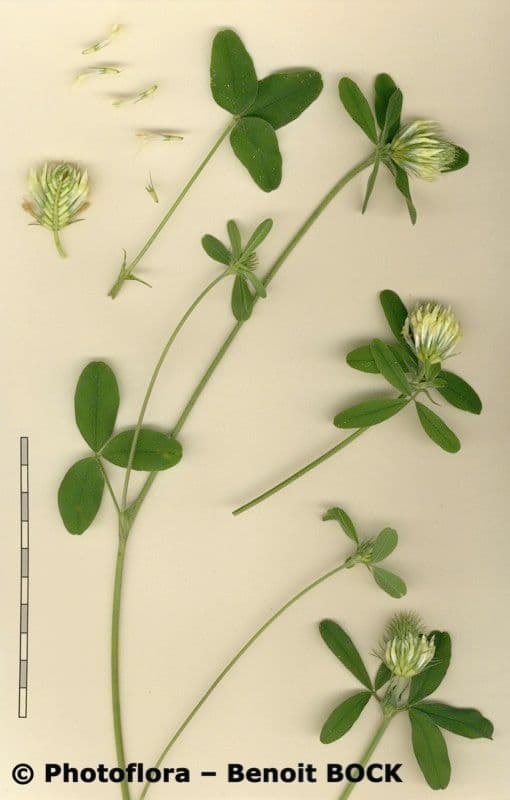 Sulphur clover 22