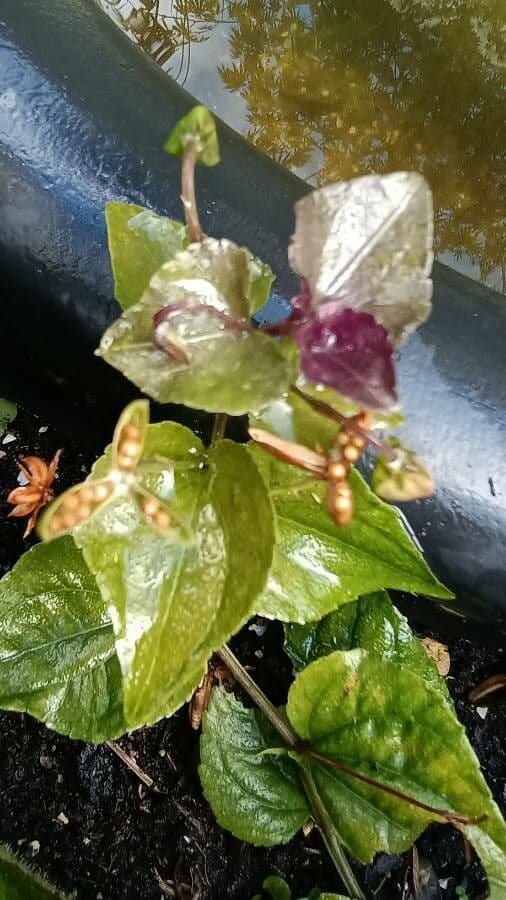 Viola del Labrador