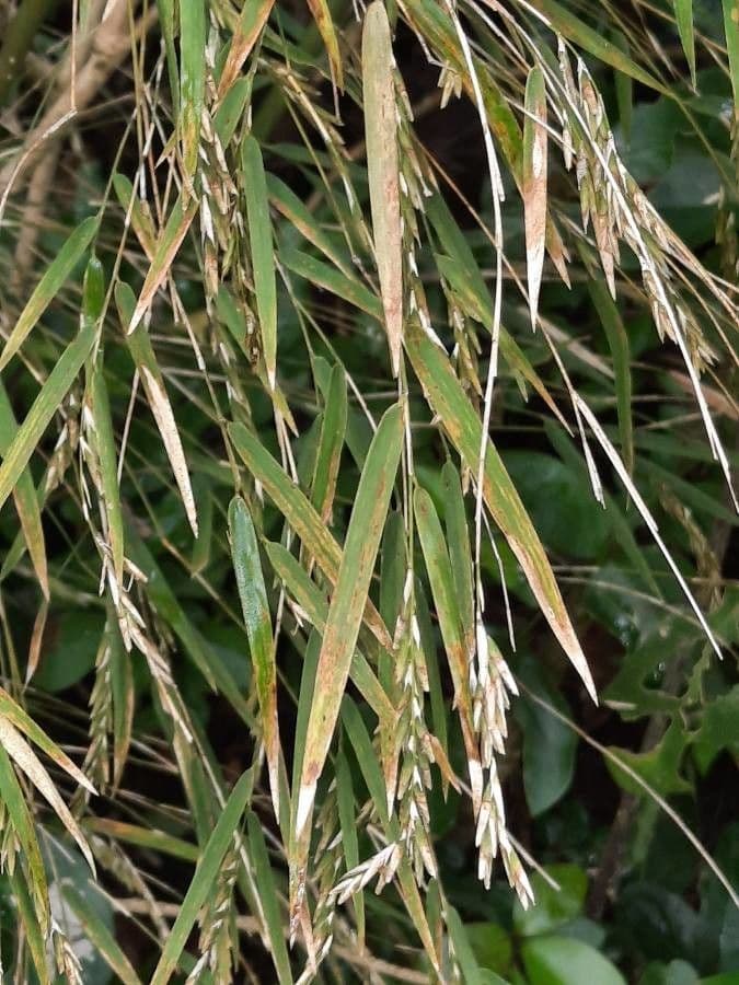 Rhipidocladum a grappolo 3