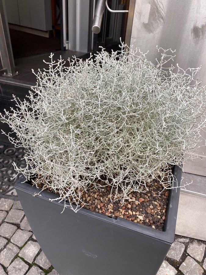 Buisson coussin 10