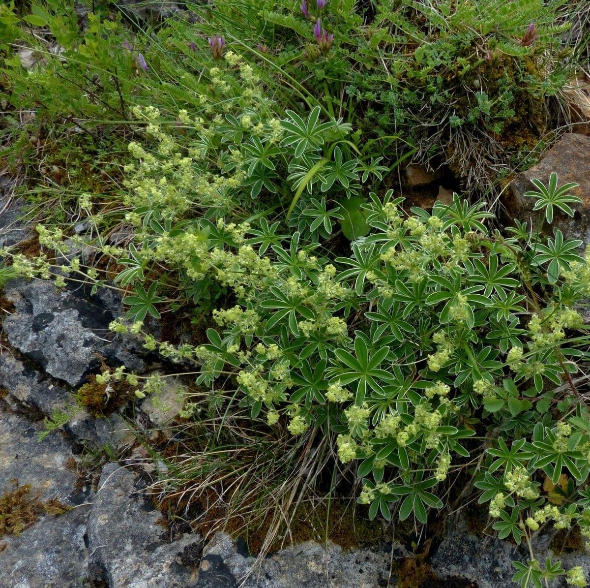 Przytulia 3