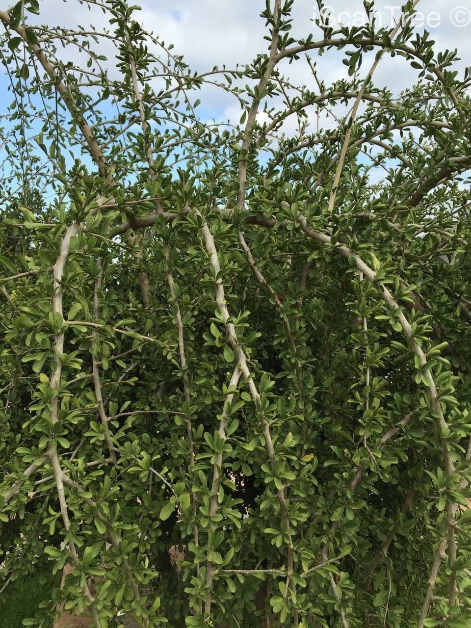 Ehretia rigida 9