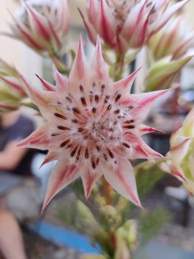 Serruria 4