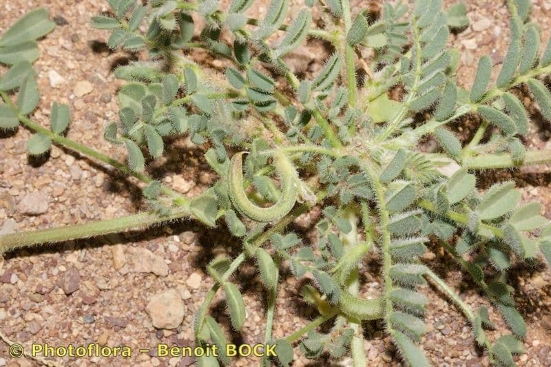 Astragalo