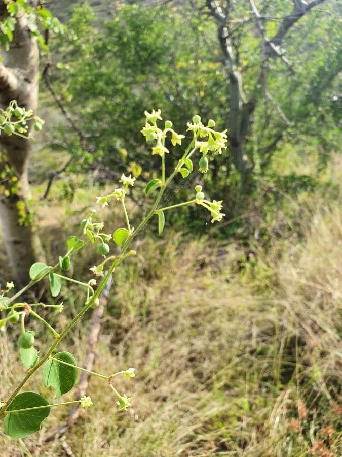Helinus integrifolius 11