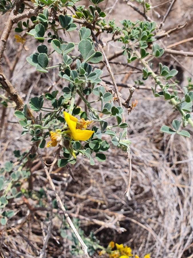 Crotalaria 9