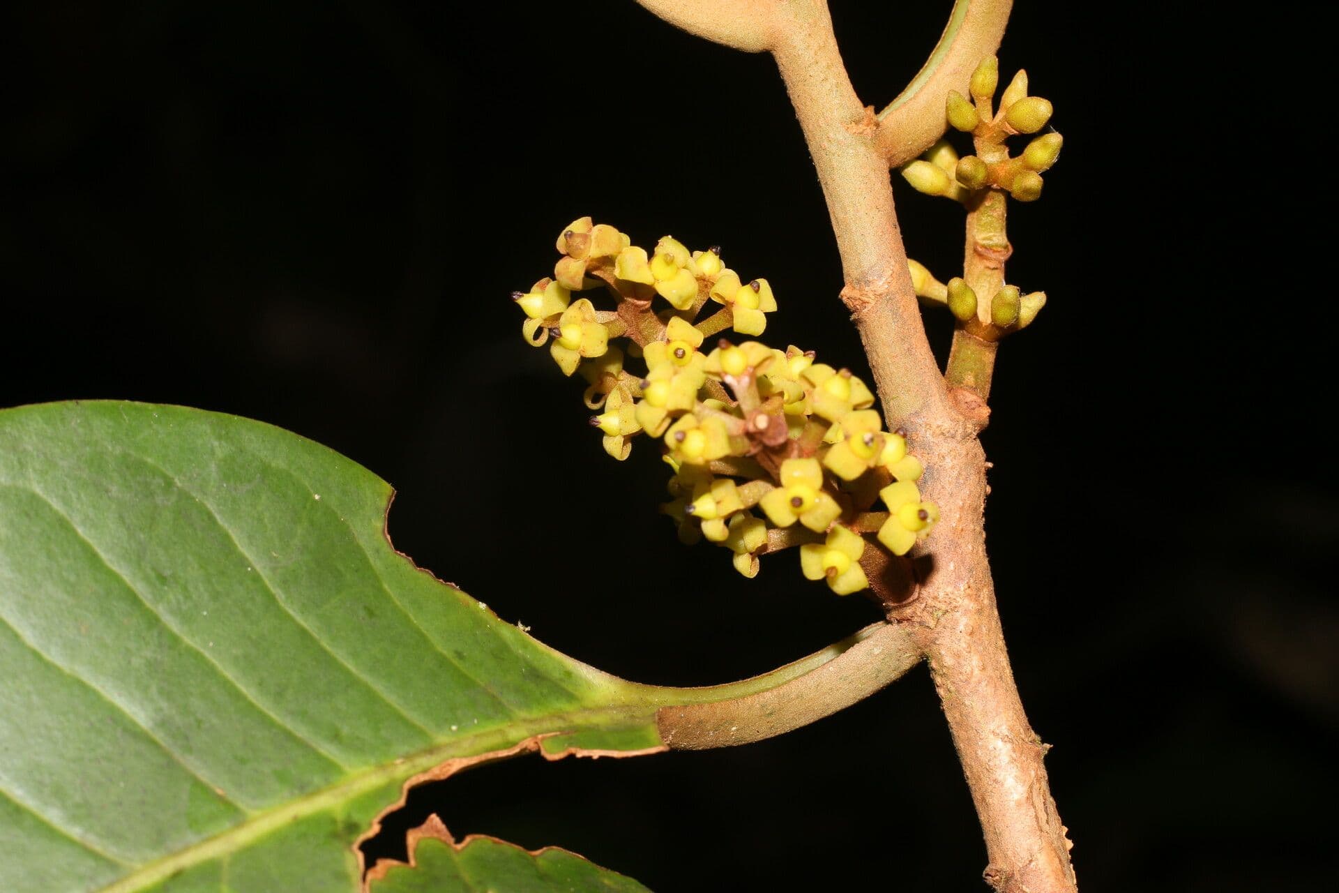 Otoba novogranatensis 8