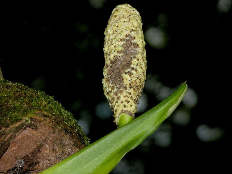 Monstera 3