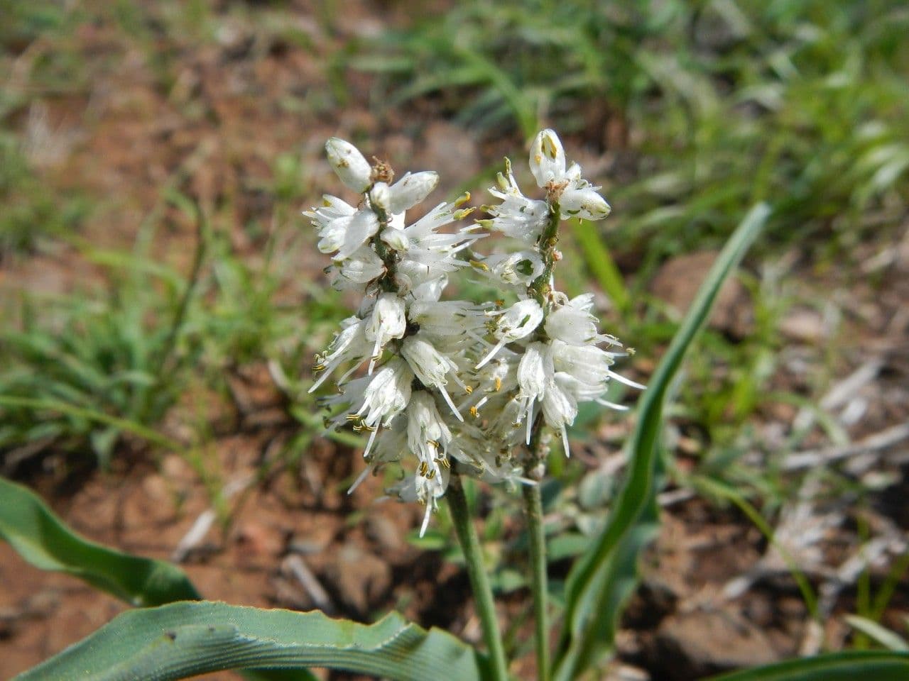Chlorophytum