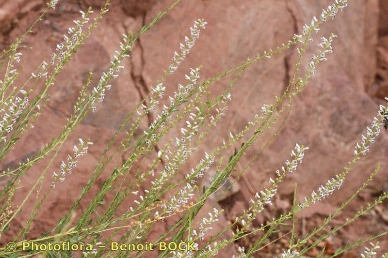Anarrhinum 7