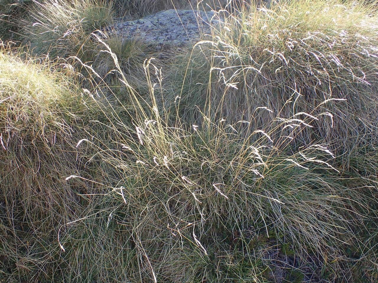 Pyrenäen-Schwingel 13