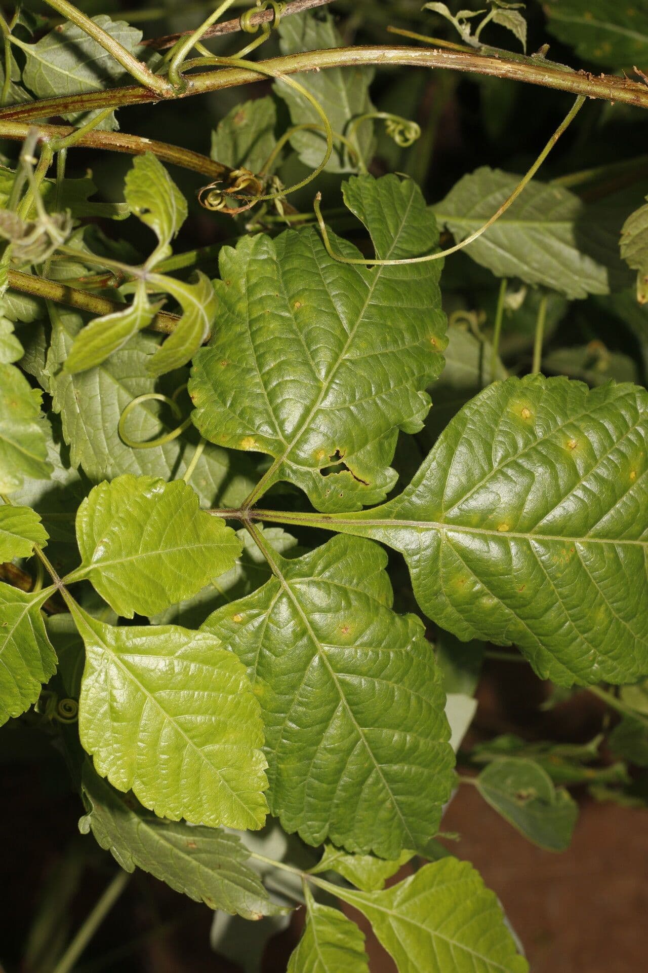 Urvillea 6
