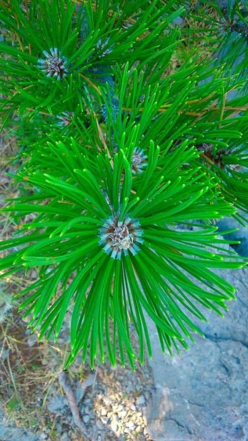 Borovice limba 20