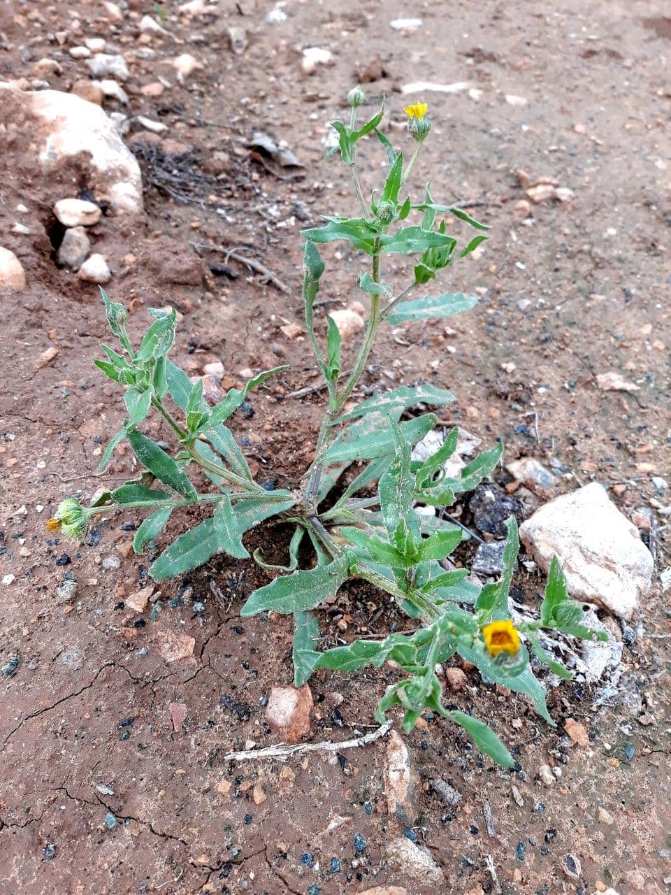 Acker-Ringelblume 21