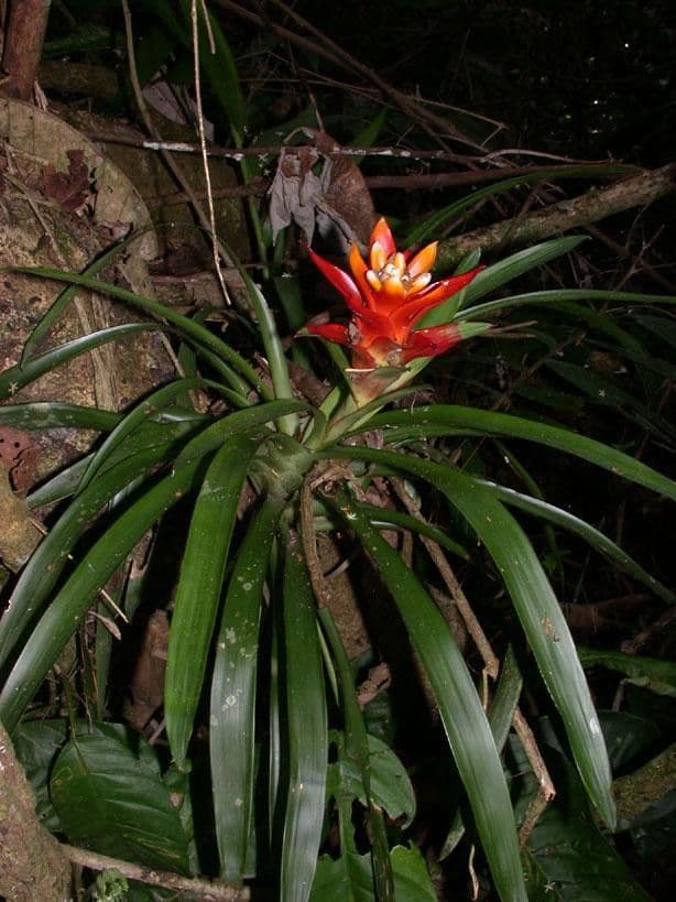 Guzmania lingulata 11