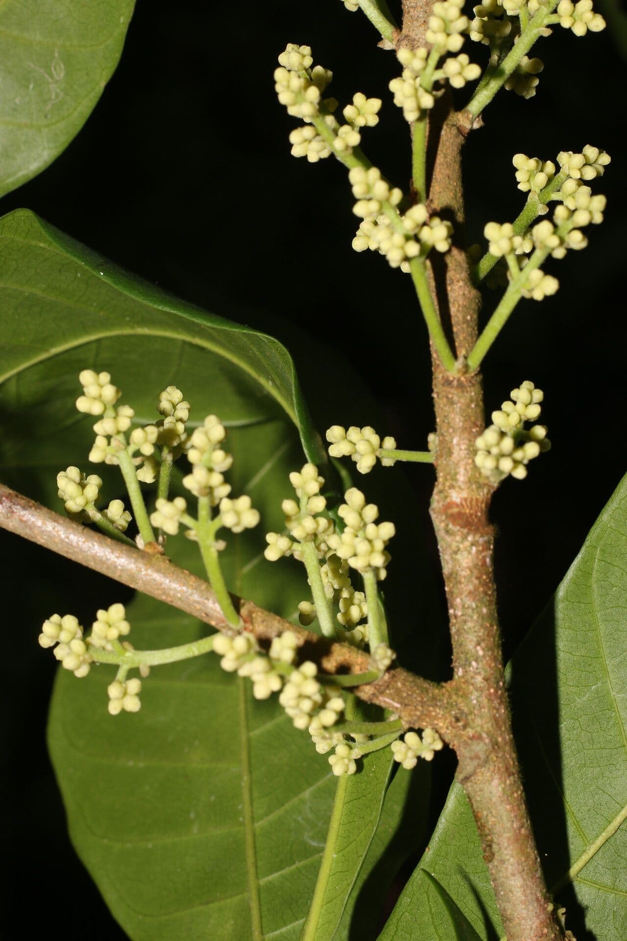 Trichilia 7