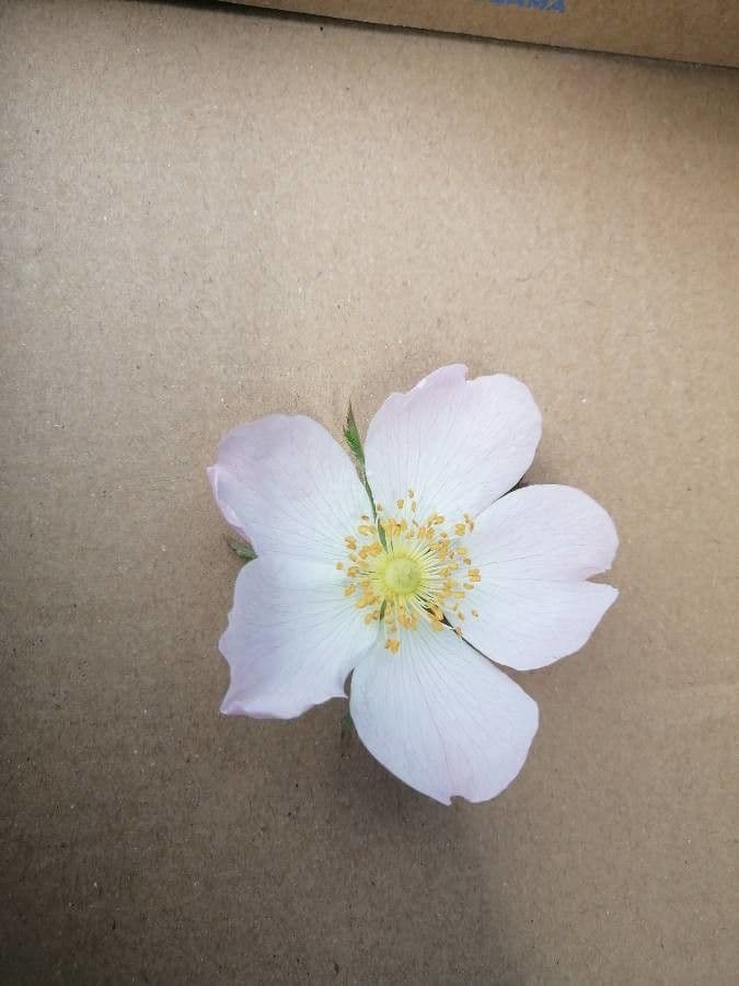 Rosa inodora 2