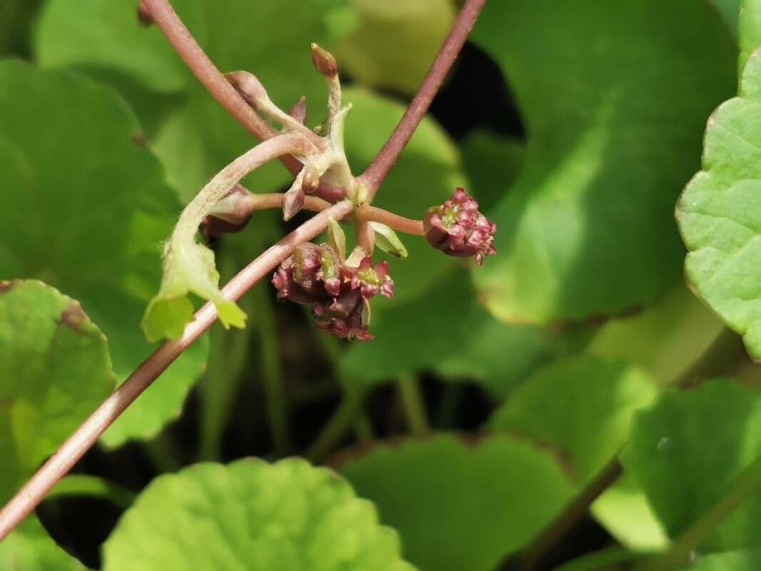 Centella asiatica 2