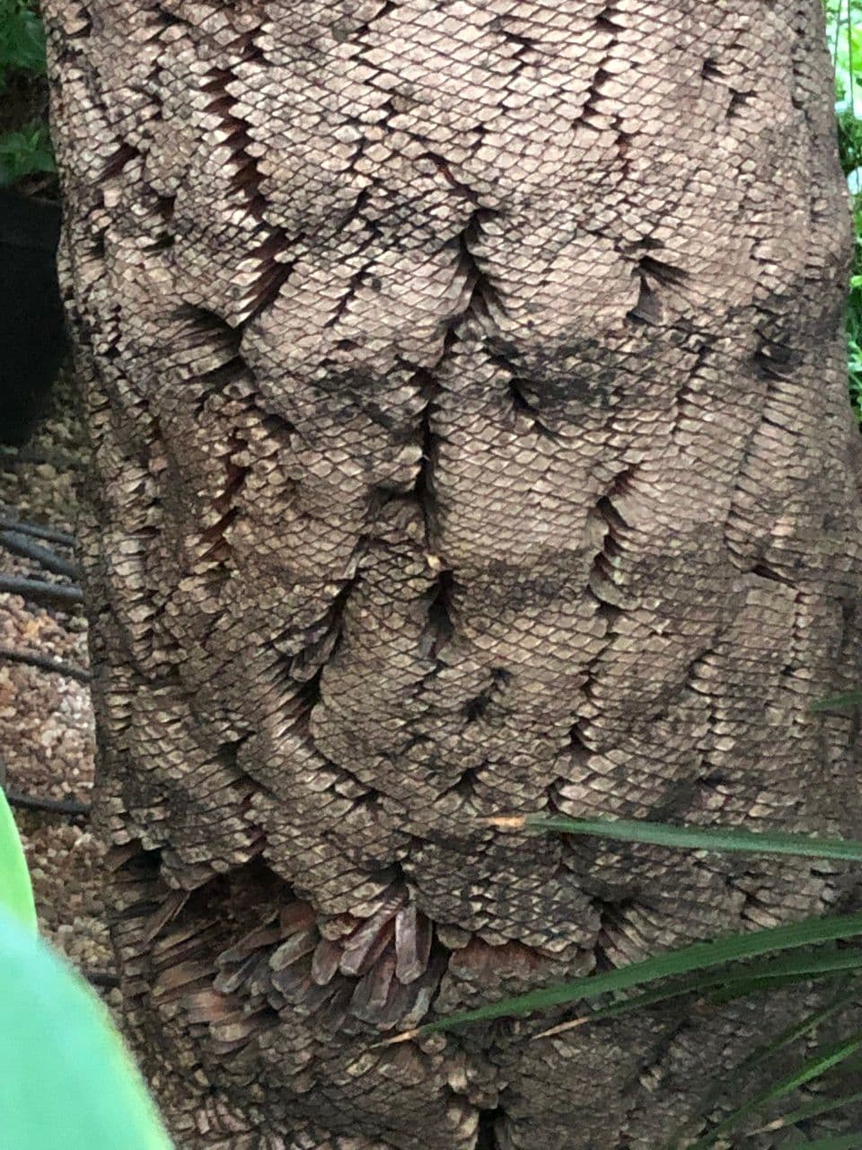 Xanthorrhoea glauca 18