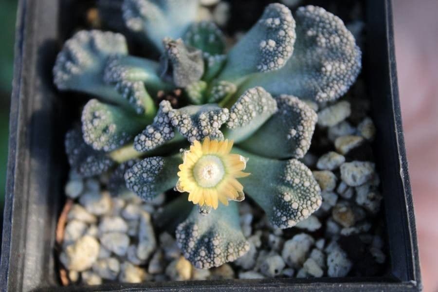 Titanopsis 5