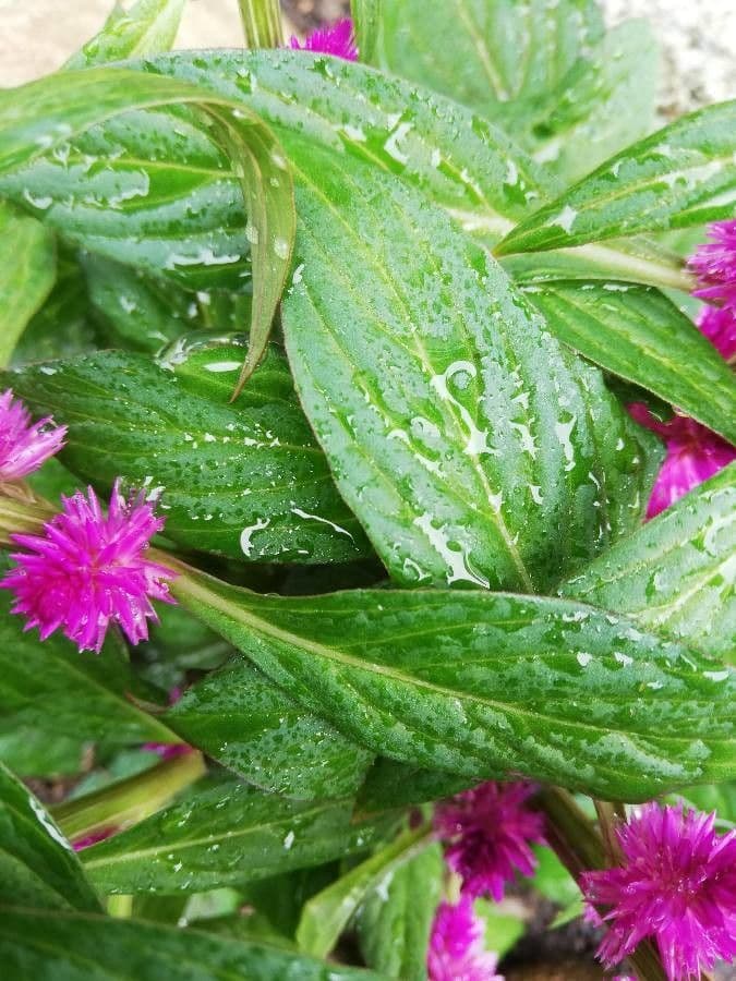 Celosia argentea 19
