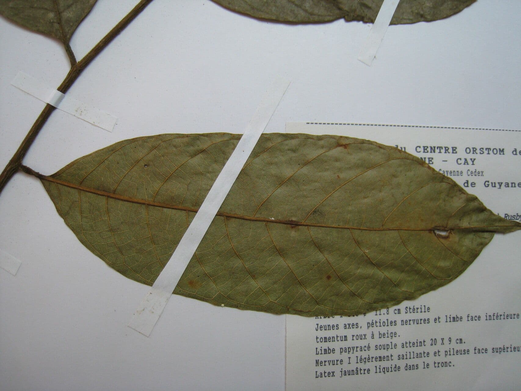 Helicostylis 5