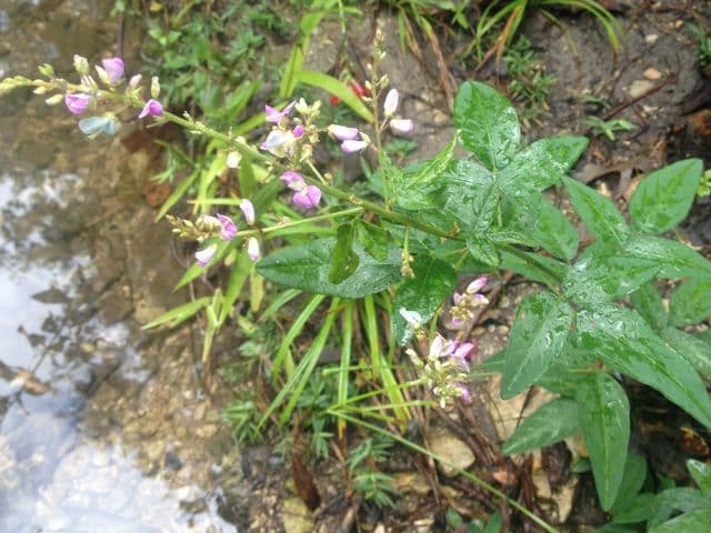Desmodium paniculatum 11
