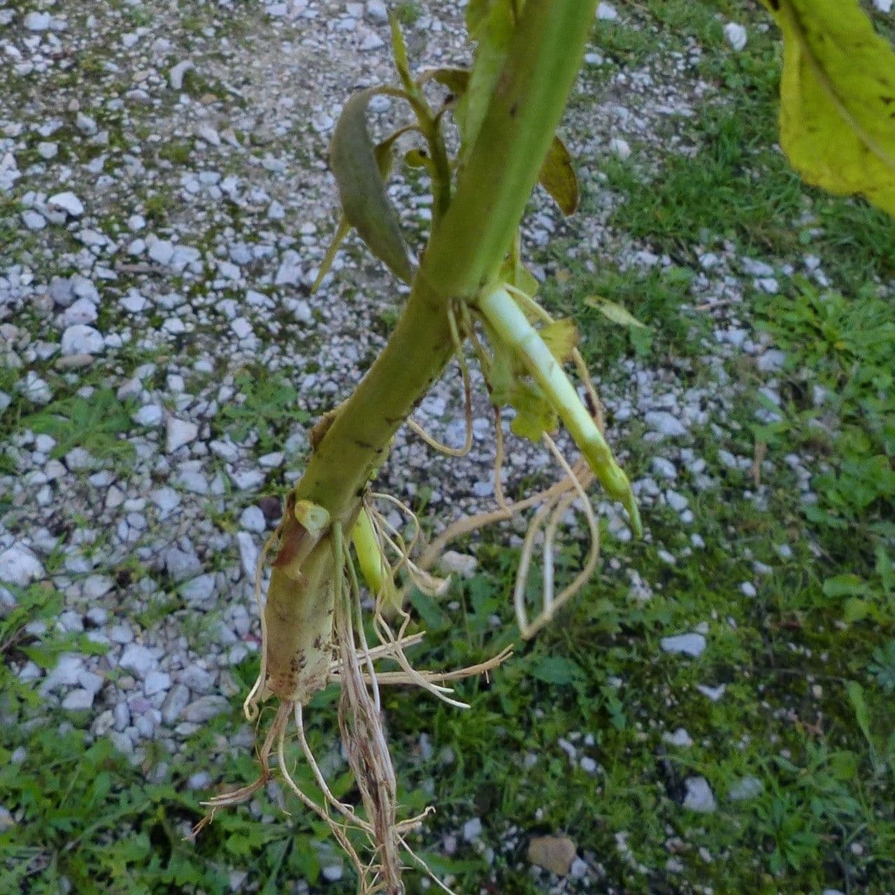 Betonica palustre 22
