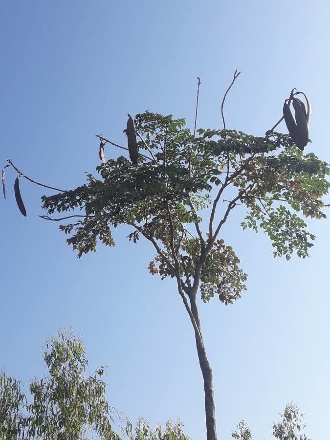 Oroxylum indiano 11