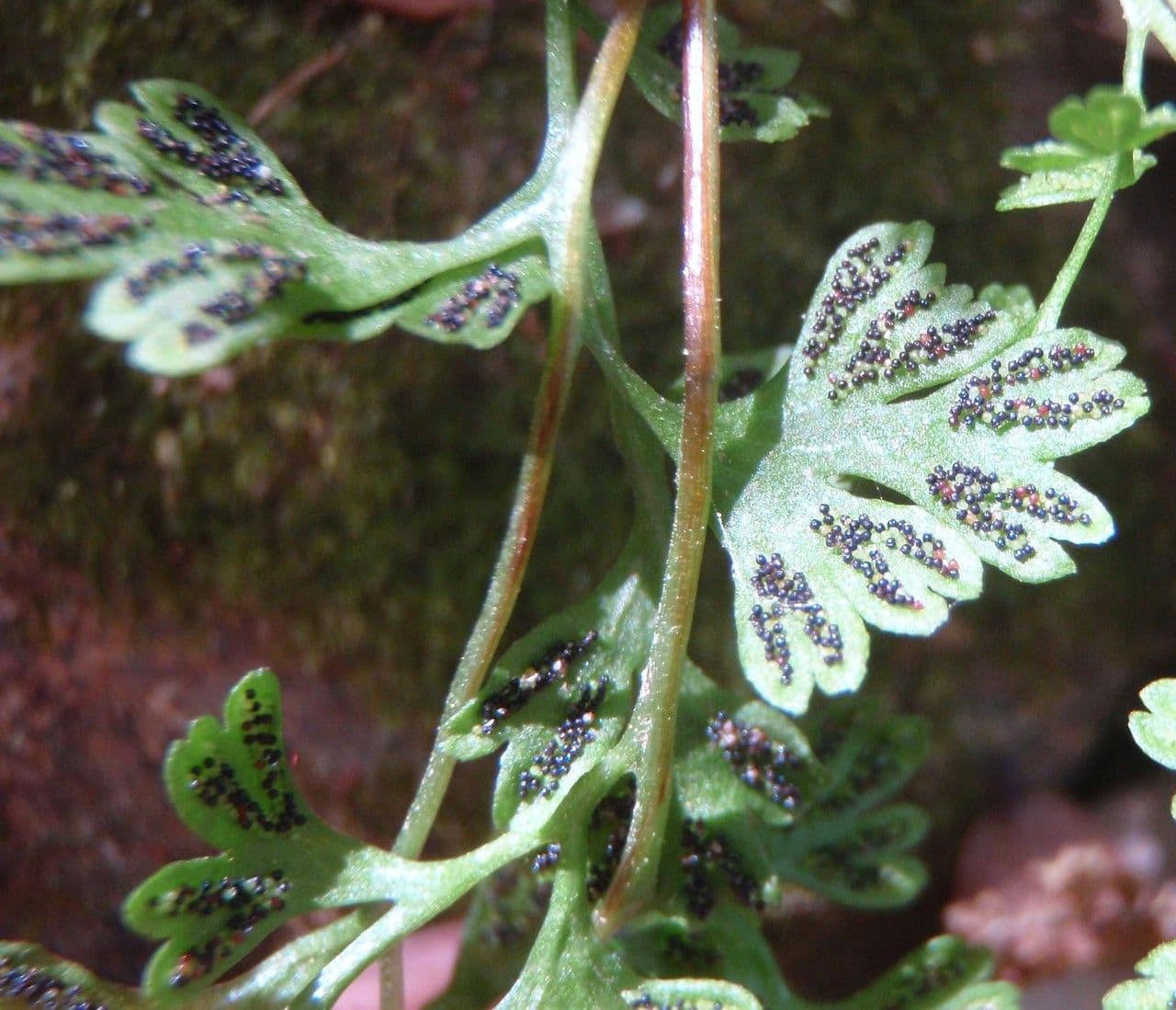 Anogramma leptophylla 8