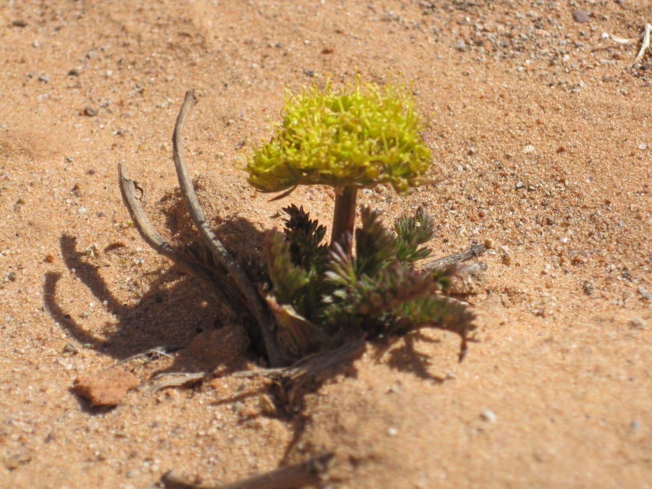 Lomatium 9